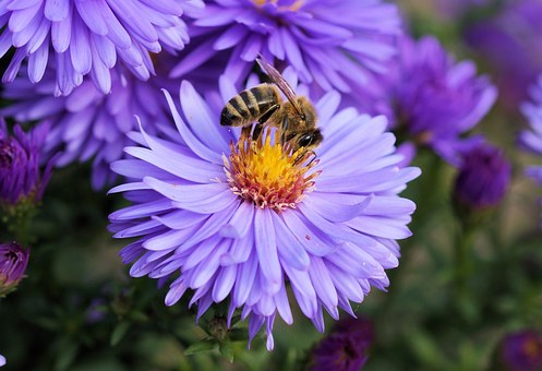 Insekter som bier er nødvendige for frugtsætning og formering hos mange planter