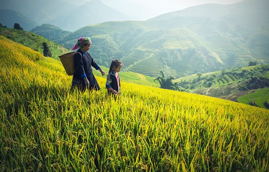 Landbrug i Asien, hvor økologien flere steder er i kraftig fremgang